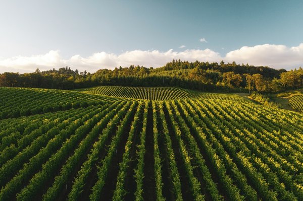 Comment organiser une visite des vignobles de la vallée de Napa en Californie?