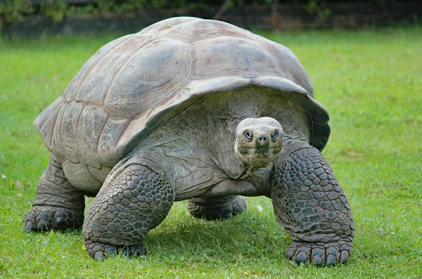 Quels sont les meilleurs endroits pour observer les tortues géantes aux Seychelles?